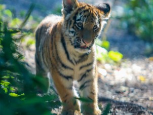 Amur Tiger Cubs