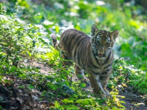 Amur Tiger Cubs