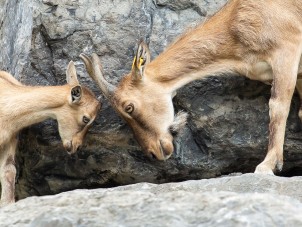 Turkmenian Markhor Headbutt by Megan Mullin - August 2021 Second Place