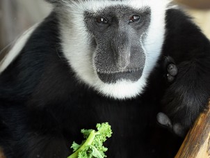 Colobus Portrait by Kat Zampini - February 2022 Third Place