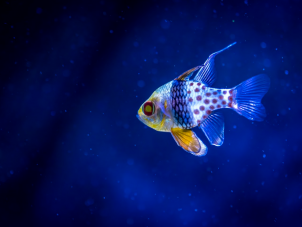  Pajama Cardinalfish by Patrick Lockley - April 2022 Winner