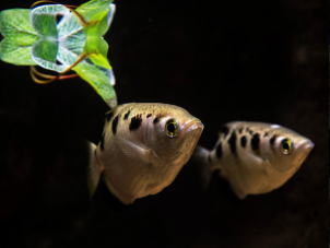Banded Archerfish by Sandi Patnode - April 2022 Honorable Mention