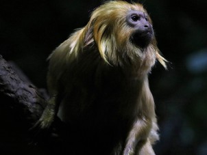 Golden Lion Tamarin by Hannah Naczi - March 2022 Winner