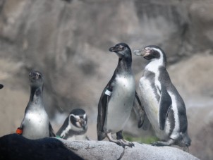 Penguin Palooza 2022