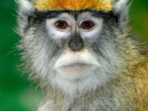 Patas Monkey by Jennifer Peiffer - November 2021 Third Place