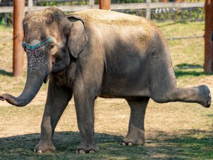 Elephant Yoga by Patrick Lockley - August 2022 Second Place