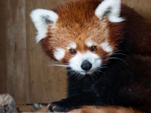 Red Panda by Nicole Morelli - September 2022 Third Place