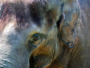 Elephantastic Eye by Renee Collins - August 2022 Winner