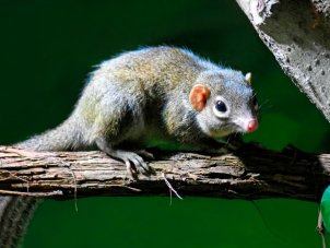 Tree Shrew by Jennifer Peiffer - April 2022 Second Place