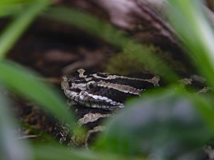 Scary Snake by Erica Holcomb - October 2022 Second Place