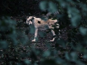 Howl-oween Wolf by Isaac Luke - October 2022 Honorable Mention