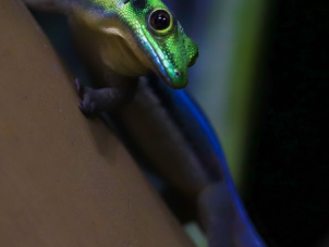 Neon Day Gecko by Olivia Lane - April 2022 Third Place