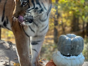 Tiger and Pumpkins by Elizabeth Vanderhoff - November 2021 Second Place 