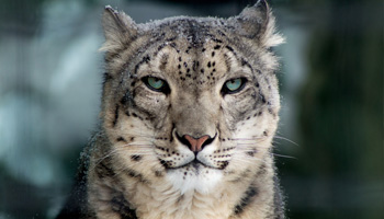 Conservation Header snow leopard