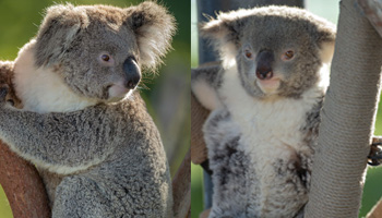 Koalas for Zoo News Header