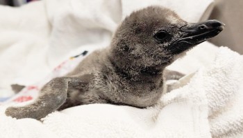 Male penguin chick Inti 2021