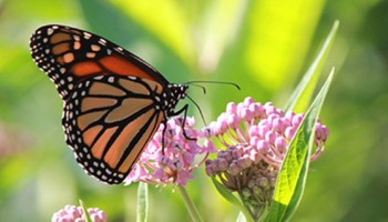 New Arrivals Photo Size butterfly