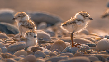 Piping Plover Chicks Header