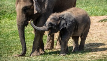 Syracuse Zoo RGZ Ajay Feature Image