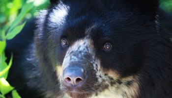 Syracuse Zoo RGZ Andean Bear Feature Image