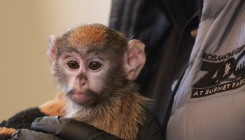 Syracuse Zoo RGZ Baby Patas Monkey Iniko