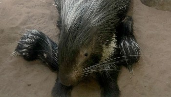 Syracuse Zoo RGZ Cape Porcupine Babies Feature Image