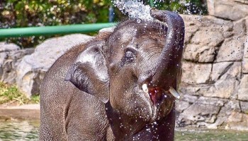 Syracuse Zoo RGZ FOTZ Asian Elephant Batu