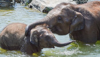 Syracuse Zoo RGZ FOTZ Asian Elephants Ajay Batu