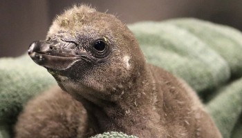 Syracuse Zoo RGZ Humboldt Penguin Chick 1 26 22 Feature Image