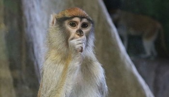 Syracuse Zoo RGZ Patas Monkey Iniko Feature Image Jan 2022