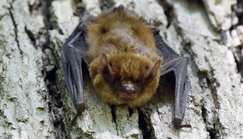 Syracuse Zoo RGZ Preservation Pointers Bats Feature