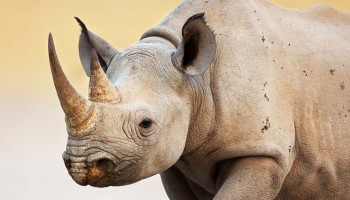 Syracuse Zoo RGZ Preservation Pointers Rhinoceros Horns Feature
