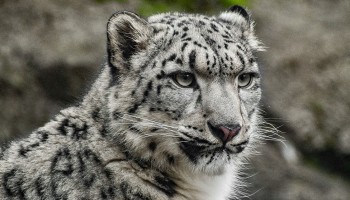 Syracuse Zoo RGZ Preservation Pointers Snow Leopard Day Feature