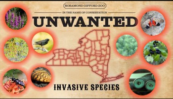 Unwanted blog species
