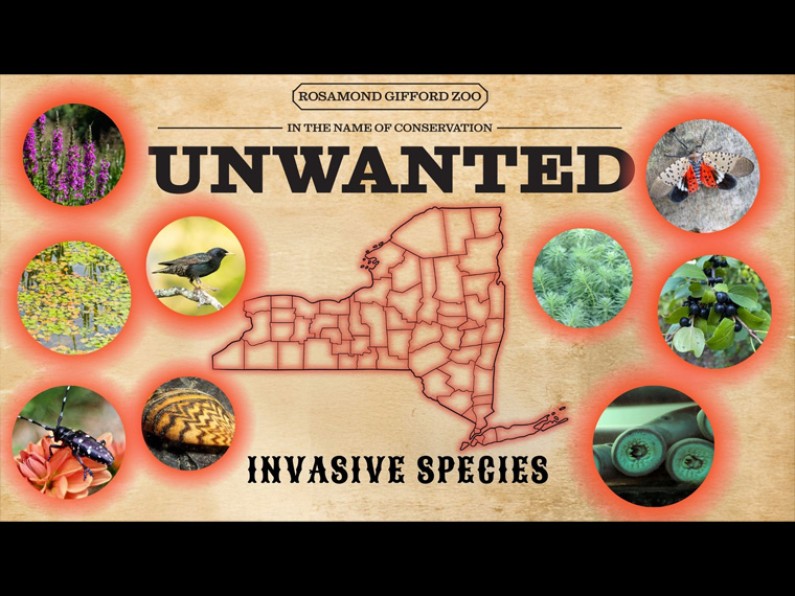 Unwanted blog species