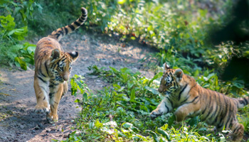 Zoo News Tiger Cubs on Exhibit Image