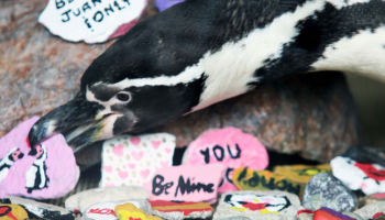 penguinpebblesvalentines