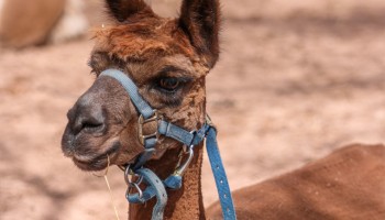 shearing blog