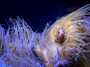 Tomato Clownfish by Brad MacDuff - December 2021 Winner