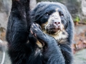 Andean Bear Bjorn by Madeleine Dawson - December 2021 Second Place