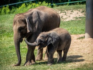 Ajay and Molly Asian Elephants Michael Ball August 2020 Winner
