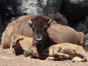 American Bison Anthony Santoro August 2020 Honorable Mention 2