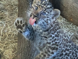 Amur Cub Licking Window Robin Monteleone Syracuse Zoo RGZ POTM March 2020 Winner