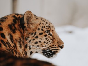 Amur Leopard Portrait by Heather Scrupa - January 2021 Winner