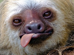 Arana Two Toed Sloth Jan Miner Syracuse Zoo RGZ POTM March 2020 Runner Up
