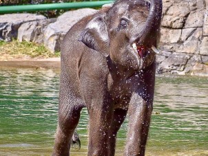Asian Elelphant Batu Splashing in Pool Sarah Buckshot Syracuse Zoo RGZ POTM March 2020 KC