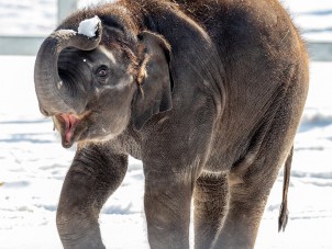 Asian Elephant Chris Sinclair Syracuse Zoo RGZ POTM Feb 2020 Winner
