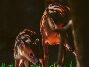 Baby Muntjac Deer Terrell Harvey August 2020 Honorable Mention 1