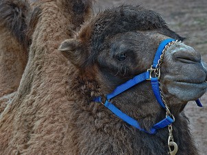 Bactrian Camel Jan Miner Syracuse Zoo RGZ POTM Jan 2020 Honorable Mention