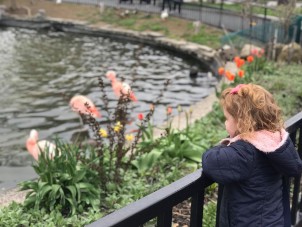 Girl Gazing at Flamingoes Ang Nor Syracuse Zoo RGZ POTM March 2020 HM